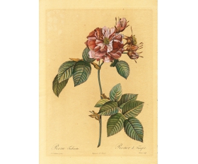 1820-е гг. Роза, гравюра Пьер-Жозеф Редуте, раритет