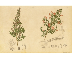1885 год. Полынь и Стальник, литография лечебного травника