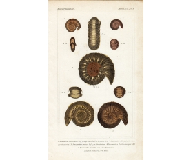 1837 год. Гравюра, акварель, Аммониты