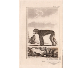 Старинная гравюра 1812 года. Карликовые обезьяны
