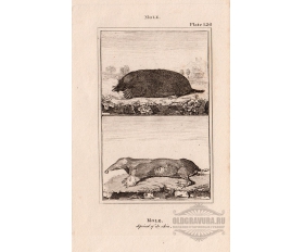 Старинная гравюра 1812 года. Крот