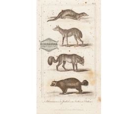 1821 год. Антикварная гравюра, Лиса, шакал и др.