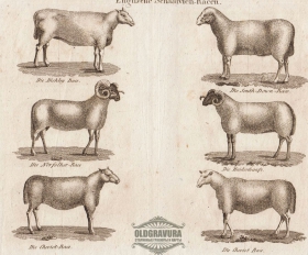 1809 год. Разновидности английских овец, гравюра