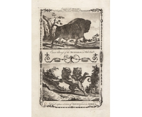 1784 год. Гравюра, Бизон Буффало и африканский лев