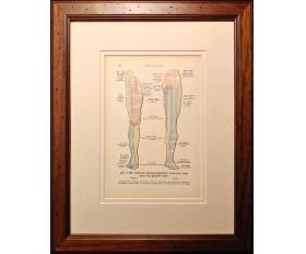 1918 год. Нервы ноги, старинная медицинская таблица в обрамлении