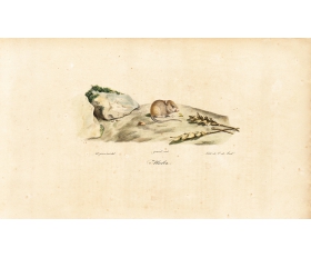 1819 год. Полевая мышь, большая акварельная литография