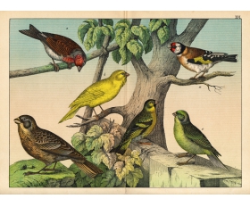 1890 год. Птицы, большая цветная гравюра