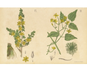 1885 год. Чемерица и Ломонос, литография лечебного травника