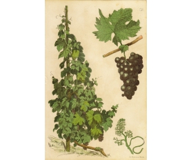 1885 год. Виноград - продажа старинной русской литографии