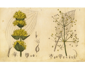 1885 год. Горечавка желтая и чистуха, лечебные растения