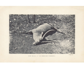 1899 год. Охота на антилопу, фототипия