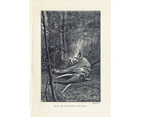 1899 год. Гибель элефанта Голиафа, старинная фототипия