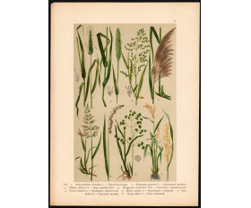 Литография 1916 года. Злаки - рис посевной, перловник и др.