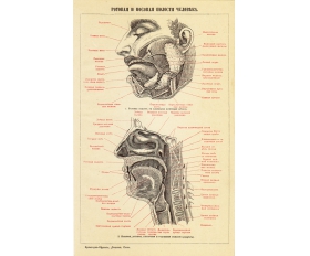 1897 год. Ротовая и носовая полости человека