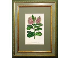 1860-е гг. Цветы, Вероника - продажа редкой ботанической гравюры