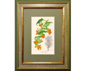 1860-е гг. Литогравюра Цветы, Оранжевый Цеструм