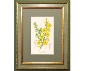 1860-е гг. Литогравюра Цветы, Жасмин голоцветный, акварель