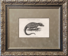 1802 год. Цейлонский крокодил, старинная гравюра