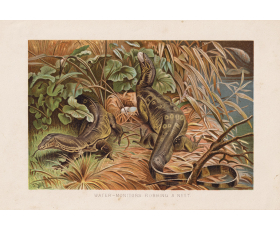 1890-е гг. Вараны грабят гнездо, хромолитография