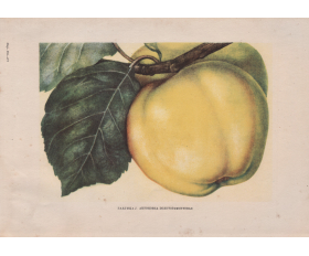 1949 год. Антоновка полуторафунтовая, сорт яблок