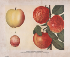 1949 год. Бельфлёр-китайка, сорт яблок