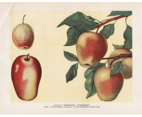 1949 год. Кандиль-Китайка, сорт яблок
