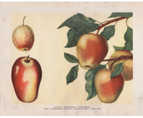 1949 год. Кандиль-Китайка, сорт яблок