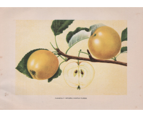 1949 год. Китайка золотая ранняя, сорт яблок