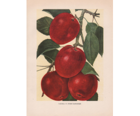 1949 год. Яблоня Пепин Шафранный