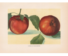 1949 год. Шафран Китайка, сорт яблок