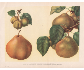 1949 год. Плоды груши Бере зимней Мичурина