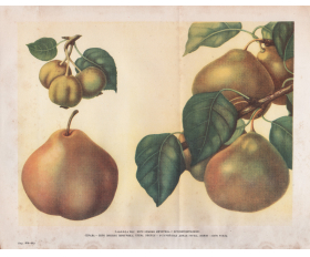 1949 год. Плоды груши Бере зимней Мичурина 