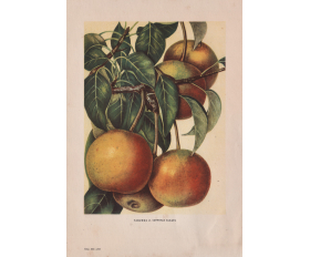 1949 год. Суррогат сахара, сорт груш