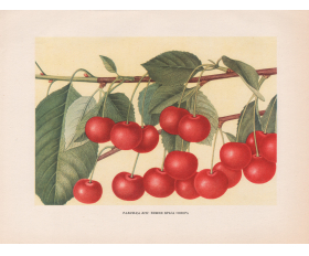 1949 год. Ягоды вишни Краса севера