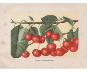 1949 год. Вишня Краса севера, старинная автотипия