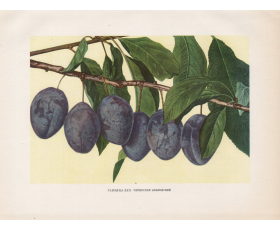 Чернослив Козловский, старинная цветная иллюстрация, 1949 год